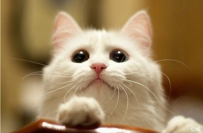 深圳無限腦洞公司觀點(diǎn) ︱ 新時(shí)代下寵物品牌怎么做？